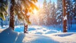 Winter snow spruce tree forest nature landscape at sunny day background. Happy New Year or Christmas greeting card. Panorama.