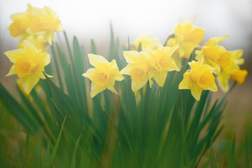 Wall Mural - Beautiful spring blooming narcissus outdoors in the springtime garden.