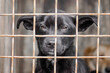 © Sofiia - mongrel dog with sad eyes in an iron cage