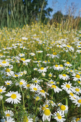 Sticker - white flowers in the spring