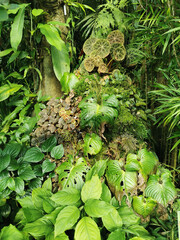 Wall Mural - tropical green jungle