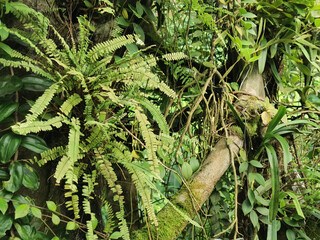 Wall Mural - tropical green jungle