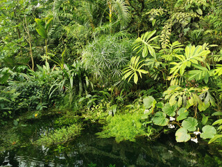 Poster - tropical green jungle