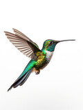 Fototapeta Sawanna - Hummingbird Studio Shot Isolated on Clear White Background, Generative AI