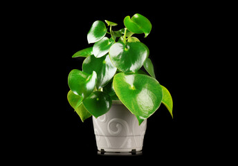 Wall Mural - Pilea Peperomioides house plant growing in a pot, isolated on black background. Houseplant close up