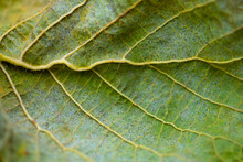 Leaf Of Common Hazel (Corylus Avellana, Birch Family Betulaceae) With Colorful Greenish Vein Structures. Macro Close Up Of A Corkscrew Hazel Foliage Backside. Popular Ornamental Shrub In German Garden