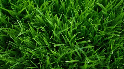 Wall Mural - Green grass seamless texture on striped sport field. Astro turf pattern. Carpet or lawn top view. Baseball, soccer, football or golf game. Fake plastic or fresh ground for game play