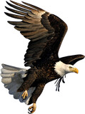 bald eagle isolated on transparent background, Flying Eagle PNG, Bald Eagle , Cutout