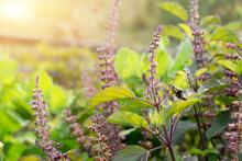 Medicinal Plant Green Tulsi Or Holy Basil Herb, Fresh Holy Basil (Ocimum Tenuiflorum) Leaves And Flower On Green Background