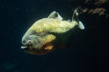 Wall Mural - A red-bellied piranha fish, the most famous predatory fish in the amazon river. Animal portrait, underwater photo.