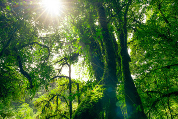 Poster - Green tree forest with sunlight through green leaves. Natural carbon capture and carbon credit concept. Sustainable forest management. Trees absorb carbon dioxide. Natural carbon sink. Environment day