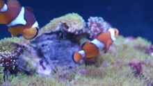 clownfish, Amphiprion ocellaris,also known as the false percula clownfish or common clownfish, is a beautiful orange marine fish