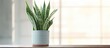 Snake plant on display in a modern home window Copy space image Place for adding text or design