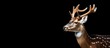 Side view of a male fallow deer on black background looking right Copy space image Place for adding text or design