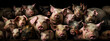 portrait of a group of pigs of different breeds with black background