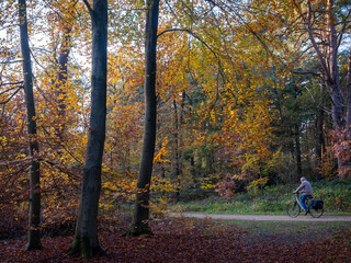 Wall Mural - bike and sunlit leaves in forest with beech trees in the fall