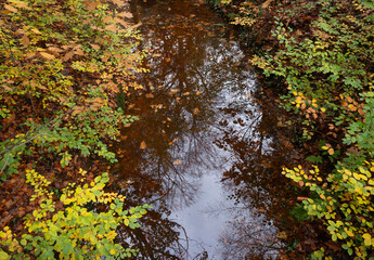 Wall Mural - colorful autumn leaves and water of pond in dutch forest near utrecht in holland