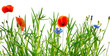 wild isolated summer meadow with poppies and cornflowers on transparent background, natural texture template overlay decoration