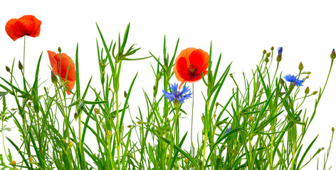 Wall Mural - wild isolated summer meadow with poppies and cornflowers on transparent background, natural texture template overlay decoration