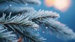 christmas coniferous branches Christmas tree winter background