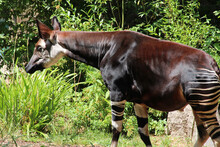 Okapi In A Zoo In Mulhouse In Alsace In France