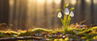 Snowdrops at sunset in forest during Spring. Copy space on blurred background.
