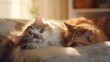 © Галя Дорожинська - Two cats are resting in the living room.
