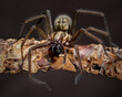 Giant house spider (Eratigena atrica)