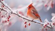 Nahaufnahme von einem roten Kardinal Vogel auf einem schneebedeckten Ast mit roten Beeren im Winter 