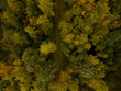 Waldweg von oben im Herbst