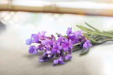 Wall Mural - Fresh beautiful aroma Lavender flowers