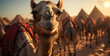 Camel in the desert. Pyramids in the background. Cairo, Egypt, Africa. Image for a post card or a web design ad, poster, flyer, banner, wallpaper background.