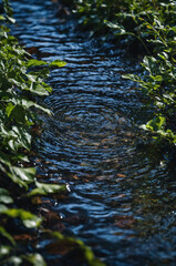 Small river (stream) in the evergreen forest. Crystal clear water, rocks, moss, fern, plants close-up. Natural textures. Atmospheric landscape. Pure nature, environment, ecology