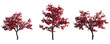 Acer Palmatum Japanese maple Cultivars palmate decompositum formosum ornatum pinnatifidum  isolated png on a transparent background perfectly cutout