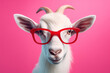 canvas print picture - White goat in trendy pink glasses, on solid studio background