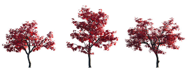 acer palmatum japanese maple cultivars palmate decompositum formosum ornatum pinnatifidum isolated p