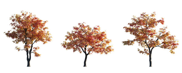 Wall Mural - Acer Palmatum Japanese maple Cultivars palmate decompositum formosum ornatum pinnatifidum  isolated png on a transparent background perfectly cutout