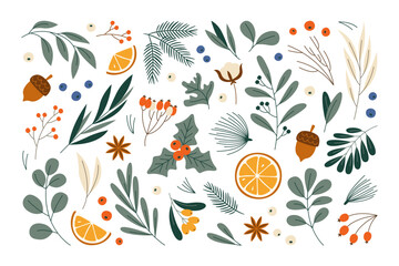 Wall Mural - Various winter plants twigs, berries, acorns and leaves botanical set for holiday decoration