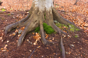 Sticker - beech tree in autumn..