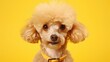 Close-up of joyful Miniature Poodle on clean yellow backdrop.