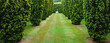 Yew tree lined grass path and arch  cut through hedge
