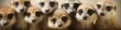 Curious and Adorable Meerkats in a Line