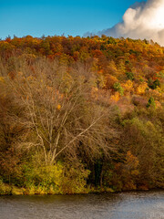 Wall Mural - Herbstwald