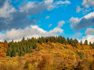 Wall Mural - Herbstwald