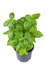 Wall Mural - Fresh green organic basil in black pot isolated on white, transparent background, PNG. Indoor plant growing, healthy eating, aromatic herb, food ingredient, spice for culinary