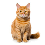 Fototapeta Koty - Ginger, Orange Cat Kitten Isolated on White Background - Generative AI