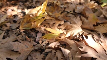 Wall Mural - Dried leaves on the ground in autumn