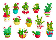 Christmas Prickly Cactuses And Mexican Succulents, Adorned With Festive Ornaments And Lights, Their Vibrant Blooms Contrasting Beautifully With Holiday Decorations, Creating A Unique Seasonal Display