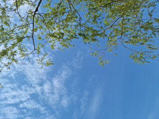 Wall Mural - Tree branches and sky seen from low angle