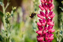 Lupine With Bee In The Garden